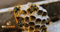 Wasp Removal Bondi Beach image 7